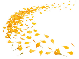 bright marigold flower petals gracefully swirl in beautiful display, creating vibrant and cheerful a