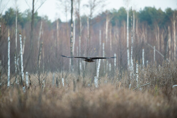 Wall Mural - A white-tailed eagle flying over the reeds against the backdrop of a forest