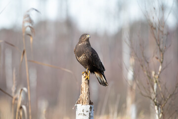 Wall Mural - A bird of prey on a broken birch trunk in a reed bed
