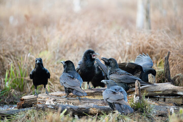 Wall Mural - A flock of ravens on broken logs in the swamp