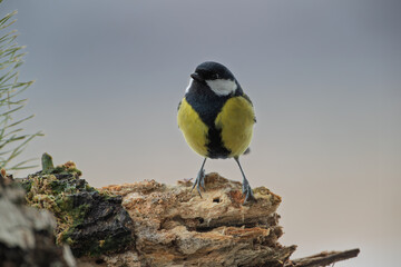 Wall Mural - Great tit on a rotten branch