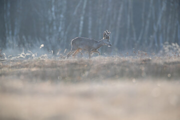 Wall Mural - Roebuck in the golden grass