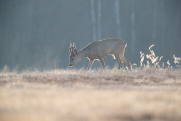 Wall Mural - A roe deer on a beautiful sunny evening