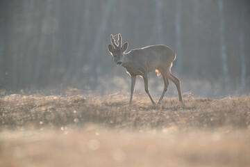 Wall Mural - A roebuck with a spiderweb on its antlers in counterlight