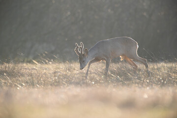 Wall Mural - A roebuck wanders through sunlit grass