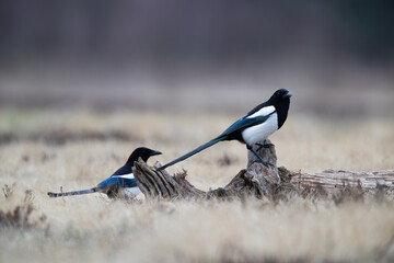 Wall Mural - Two magpies on a log in a meadow