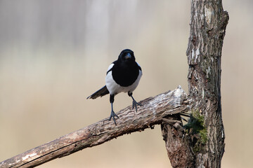 Wall Mural - Magpie on a broken branch