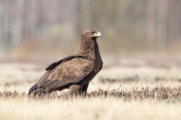 Wall Mural - A beautiful bird of prey in a sunny meadow