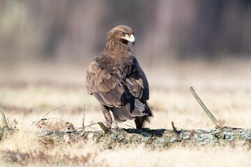 Wall Mural - A spotted eagle sitting on a log on a sunny day