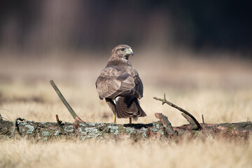 Wall Mural - A buzzard sitting on a log on a sunny day