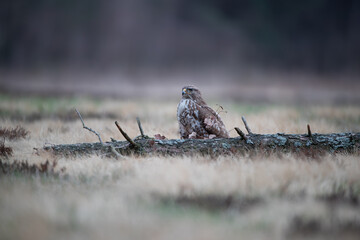 Wall Mural - A buzzard sitting behind a broken log in a meadow