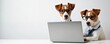 © Vadym - Two Jack Russell terriers wearing glasses and ties work with laptop on white background. Dogs dressed as business professionals. Smart pets use computer, browse, typing. Fun, funny office scene.