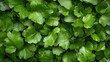 © danadesa - Vibrant green chopped herbs close up texture high resolution culinary food photography