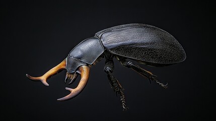 Wall Mural -   Beetle on black background, close-up Orange and black horns on legs