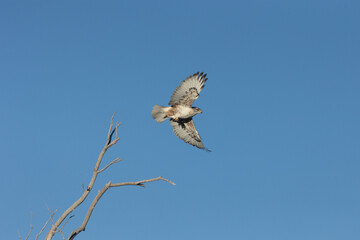Wall Mural - A light morph Red Tailed Hawk leaps into flight with wings spread wide from a perch at the top of a dead with a blue sky in the background. 