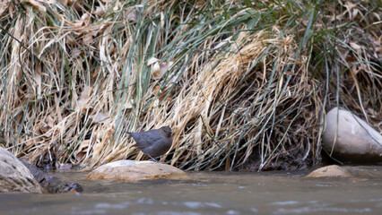 Wall Mural - An American Dipper stands on a rock near the bank of the Virgin River in Zion NP Utah USA with long winter browned grass arcing gracefully down to the water behind it.
