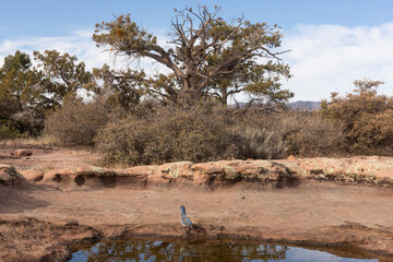 Wall Mural - A scrub jay drinks from the edge of an ephemeral pool on a winter day in the mountains of Southern Utah USA. Juniper trees and desert bushes grow behind the surface rock with a few clouds in the sky. 