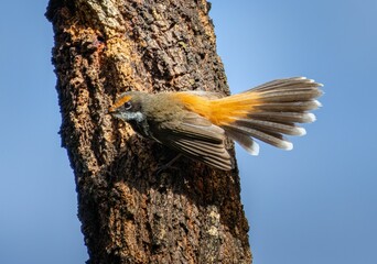 an australian rufous fantail on a tree