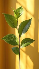Wall Mural - Young plant with bright green leaves against a yellow backdrop, sunlit softly