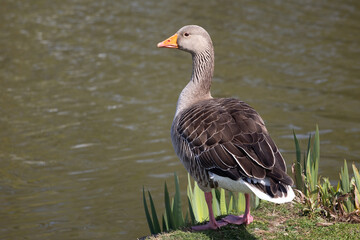 Aufkleber - A greylag goose portrait. The bird is standing at the waters edge looking over the lake. This close up image has space for text copy around the bird