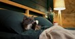 © ShantiMedia - Beautiful grey cat with white chest fur resting comfortably on a green bed, enjoying the warm ambiance of room with soft lighting and wooden shelf in the background. Cozy place to relax, pets concept