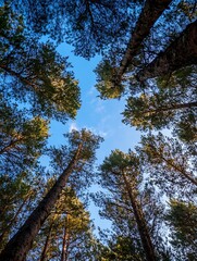 Poster - Tall Green Pine Trees Reaching Upwards Toward a Bright Blue Sky Scene from Below : Generative AI