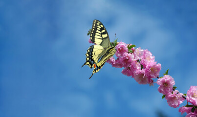 Aufkleber - colorful swallowtail butterfly on sakura blossom against blue sky. copy space