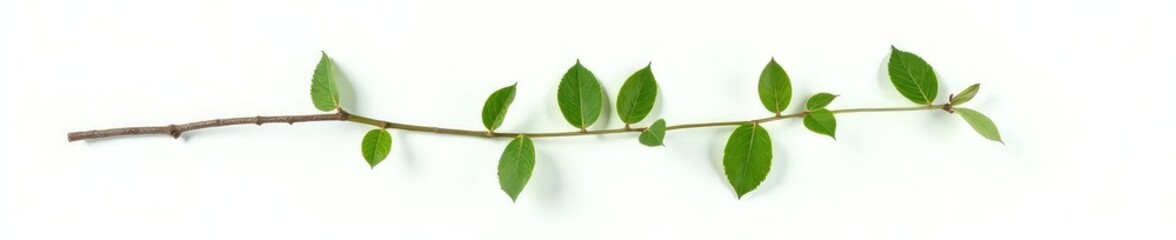 Wall Mural - Single branch with leaves isolated on white background, green, branches