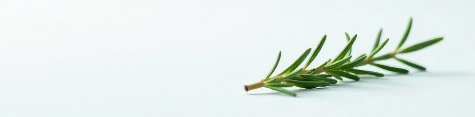 Wall Mural - A delicate sprig of rosemary on a snowy white background, simplicity, nature