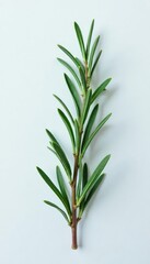 Wall Mural - A delicate sprig of rosemary on a snowy white background, charm, rustic