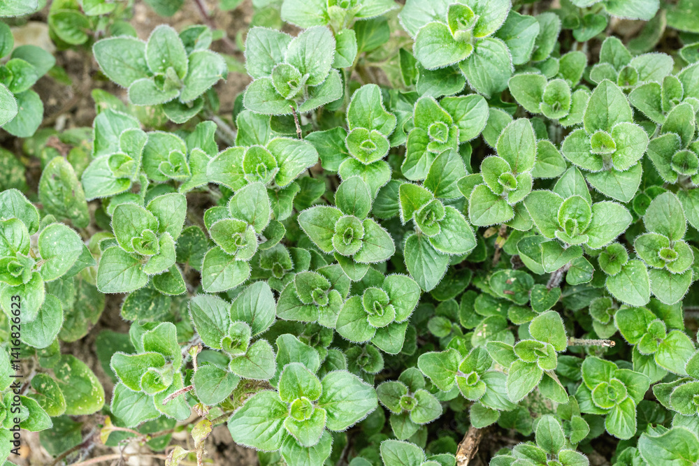 Young Shoots Of Oregano Origanum Vulgare Use As Culinary Herb Stock 