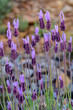 © AmadeoAV - PLANTA Y FLOR DE CANTUESO (Lavandula Stoeches)