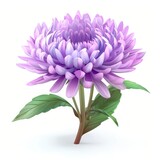 Vibrant purple chrysanthemum in a studio setting.