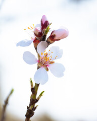 almond tree branch full of white blossoms against the blue sky is spring season