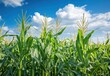 © Nurshuhadah - Corn Field Against a Bright Blue Sky with Fluffy Clouds, Showcasing Growing Crops Under the Sun in a Rural Landscape