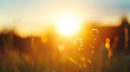 Aufkleber - Beautiful Nature Scene with Silhouette of Flowers Against a Stunning Sunset Backdrop : Generative AI