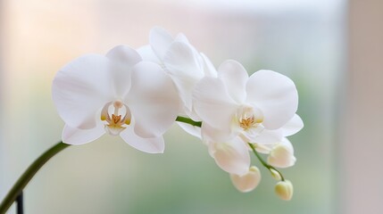 Poster - Beautiful white orchid flower blooming gracefully in soft natural light showcasing elegance : Generative AI