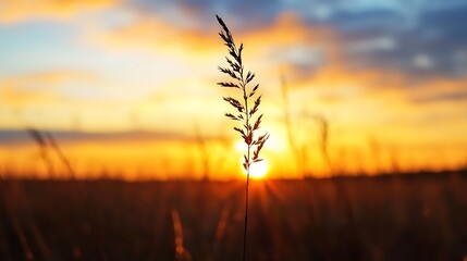 Aufkleber - Serene sunset over grassy fields with a single stem silhouetted against vibrant colors : Generative AI
