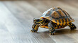 © INT888 - turtle with patterned shell slowly crawls across wooden floor, showcasing its intricate design
