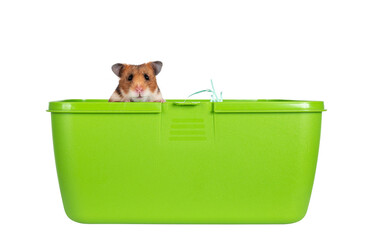 Poster - Cute Syrian or golden hamster, sitting in green plastic travel box. Looking over edge straight to camera. Isolated cutout on a transparent background.