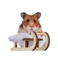 Aufkleber - Cute Syrian or golden hamster, sitting behind miniature sleigh. Looking towards camera. Isolated cutout on a transparent background.