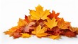 © Miller - Pile of autumn yellow leaves isolated on white backgroundA heap of different maple dry leaf Red and colorful foliage colors in the fall season