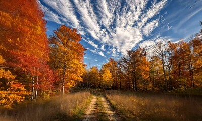 Wall Mural - Beautiful autumn forest path with vibrant orange and yellow leaves under a bright blue sky and white clouds