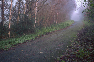 Wall Mural - a path through a forest with foggy mist and leaves on the ground. the path is wet and muddy, and the