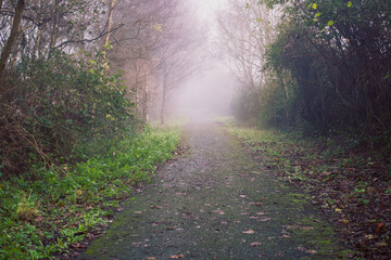 Wall Mural - a path through a forest with foggy mist and leaves on the ground. the path is wet and muddy, and the