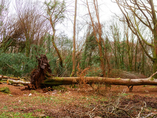 Wall Mural - scene in a forest park after powerful hurricane with trees fallen on the ground. effect of a strong 