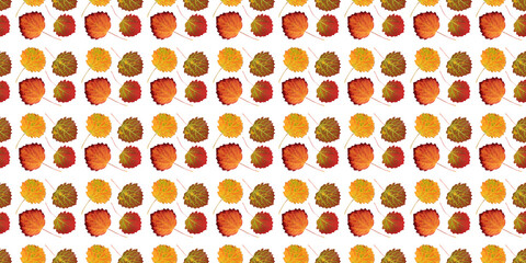 Wall Mural - colorful autumn aspen leaves seamless pattern on white background