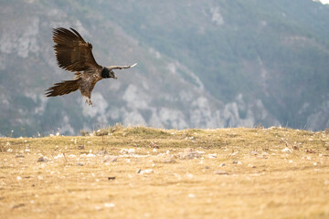 bearded vulture (gypaetus barbatus) photographed in spain