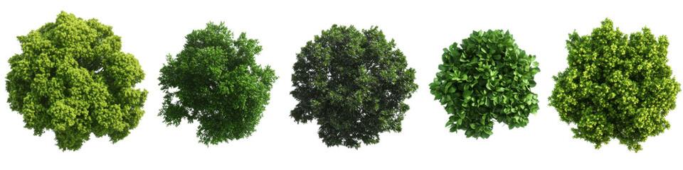 five green trees top view, isolated on transparent background, 3d render, nature, foliage, trees, 3d