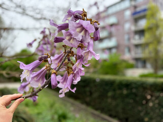 blooming paulownia tomentosa tree with pink purple bell flowers close up
